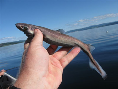 Velvet belly lanternshark